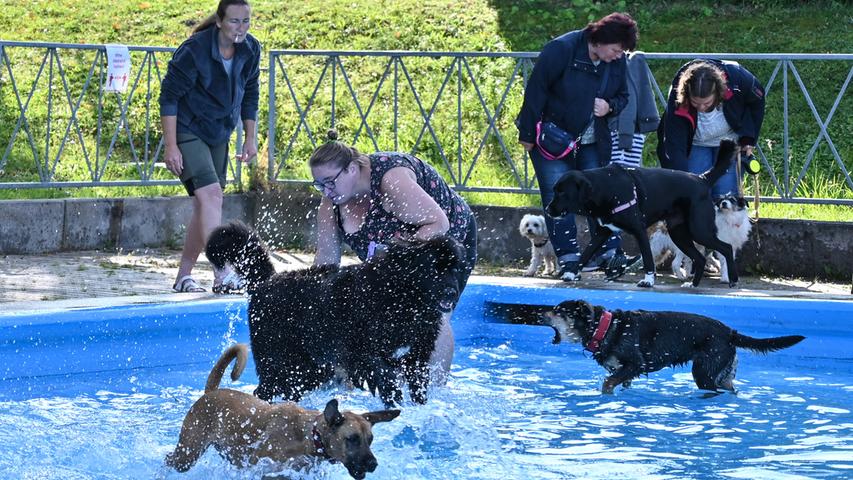 Nasses Vergnügen für Vierbeiner: Der Hundebadetag in Thalmässing