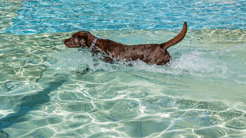 Tierisches Planschvergnügen: Der Hundebadetag in Bamberg