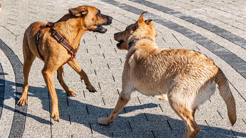 Tierisches Planschvergnügen: Der Hundebadetag in Bamberg
