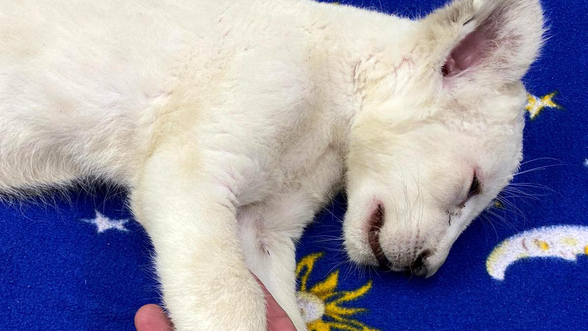 Das bei einem Transport-Unfall gerettete weiße Löwenbaby sitzt bei seiner Ankunft im Reptilium Landau in einer Box. Das rund sieben Wochen alte Weibchen war nach einem Auffahrunfall im Anhänger eines Kleinbusses entdeckt worden.
