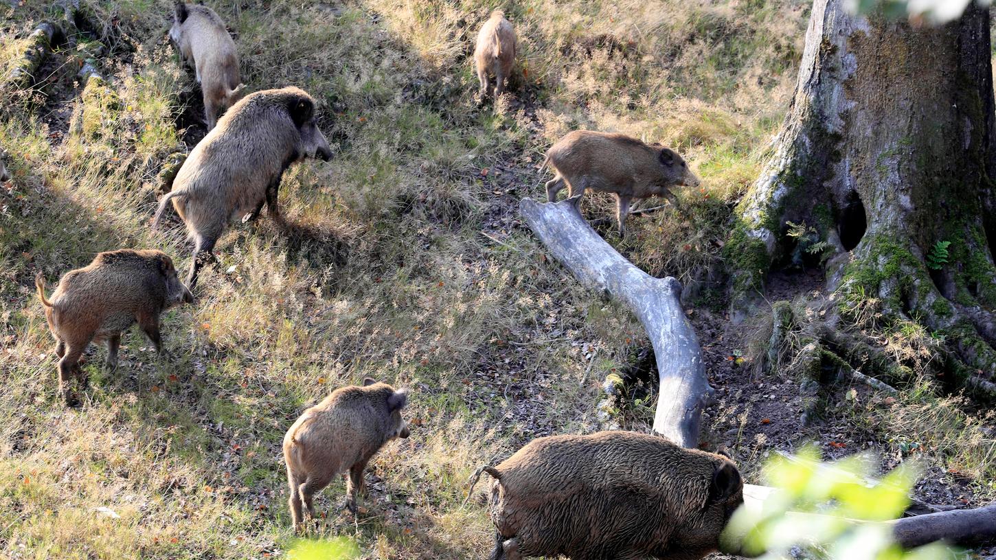 In einem Wildpark kann man Wildschweine herrlich beobachten, im Wald möchte man ihnen - wenn man nicht gerade auf der Jagd ist - aber nicht unbedingt begegnen. 