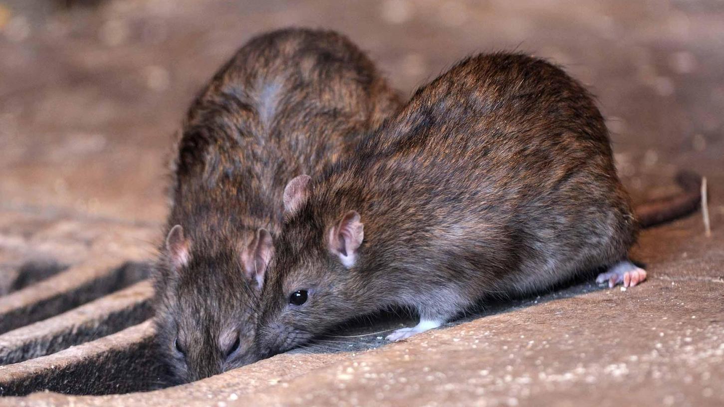 Rattenplage in Franken: Hemhofen setzt auf Tötungsmaschinen