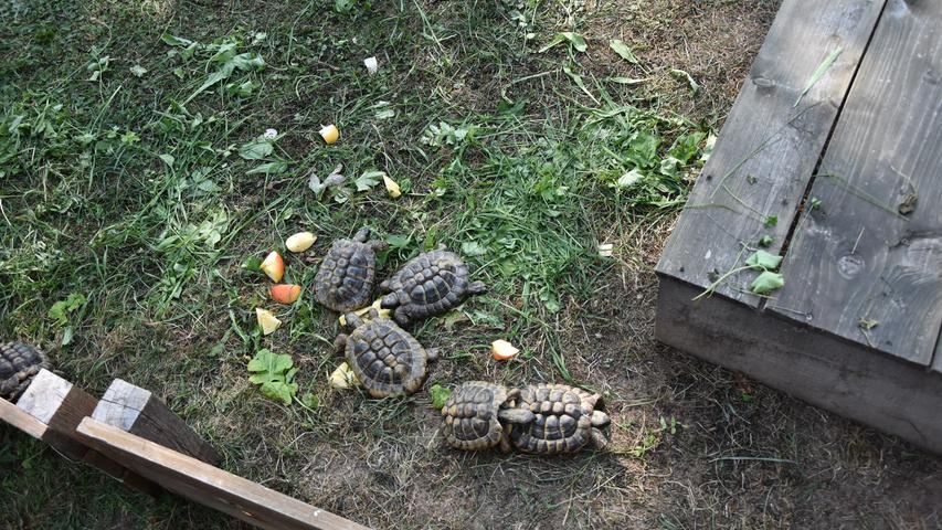 Futter aus dem eigenen Garten: Die Tiere essen zum Beispiel gerne Salat und Äpfel. Ottmar Brunner hat auch kleine und verletzte Tiere zuhause. Sich um diese zu kümmern, macht ihm besonders Spaß.