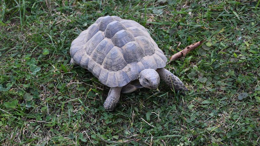 Klein, aber fein: Schildkröten haben eine enorm hohe Lebenserwartung und können uns Menschen überleben. Ottmar Brunner sagt deshalb immer zu Kindern, die sich eine Schildkröte anschaffen wollen: "Das ist aber kein Hamster!"