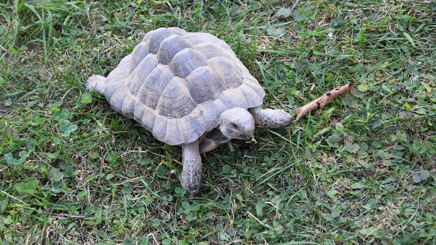 Hallo kleines Kerlchen! Schildkröten sind interessant, als Haustiere aber nicht für jeden geeignet.
