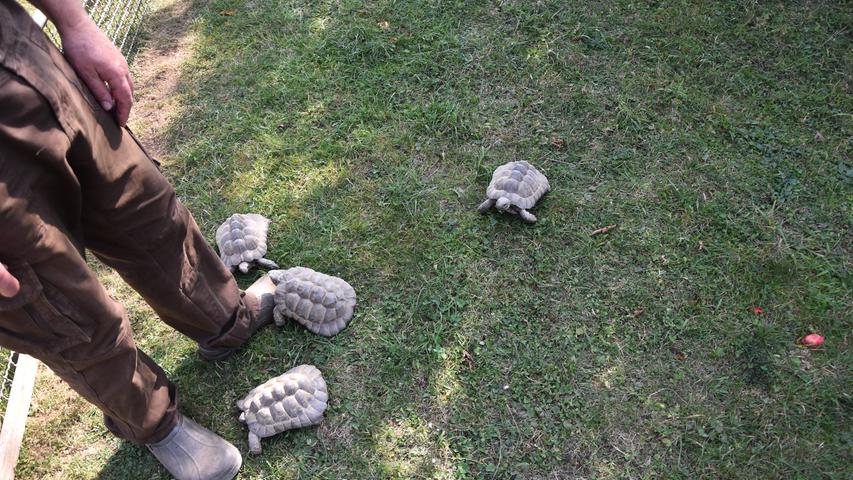 Die kleinen Schildkröten "greifen" Ottmar Brunner an, in dem sie gegen die Schuhe "schlagen". An der Größe des Gegenübers scheinen sie sich nicht zu stören.