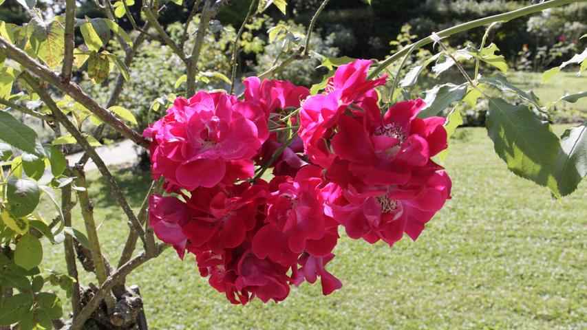 Die Rosen auf der Insel sind alle zwischen 500 und 100 Jahre alt und riechen daher sehr intensiv. Die gesamte Insel ist UNESCO-Weltkulturerbe.