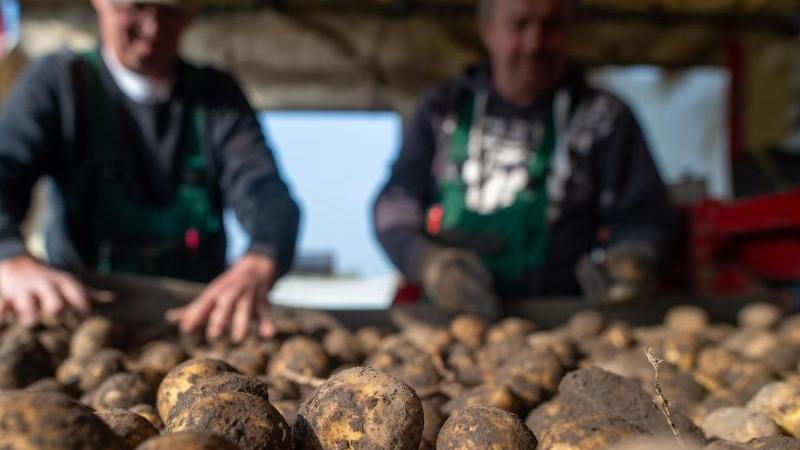 Nicht innerhalb der Top Ten, aber mit 41.056 Hektar Anbaufläche trotzdem eine feste Größe bleibt die Kartoffel. Von ihr wurden im Jahr 2019 etwa 1,67 Millionen Tonnen von den Feldern gefahren.