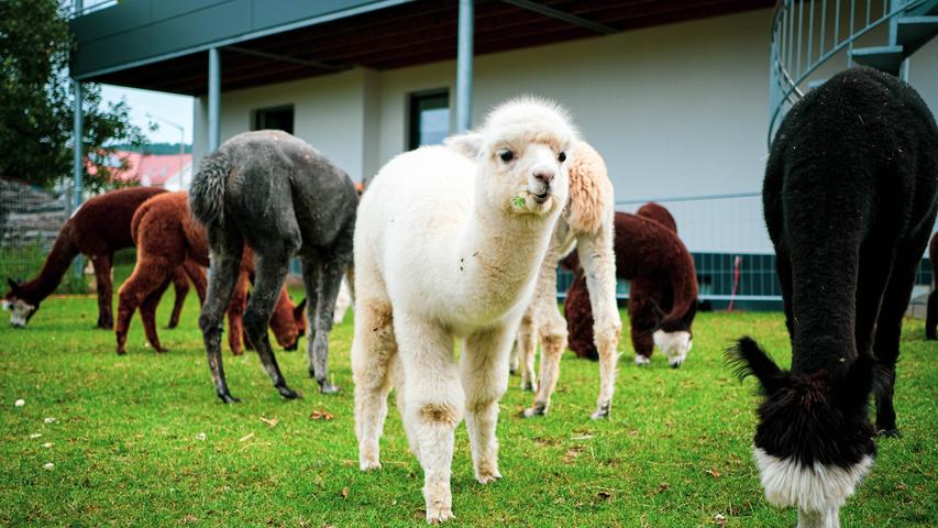 Eine Herde von 15 wolligen Alpakas hat Familie Polster in Berg: Die Tiere mit südamerikanischen Wurzeln fühlen sich wohl im Schwarzachtal.