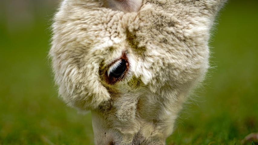 Eine Herde von 15 wolligen Alpakas hat Familie Polster in Berg: Die Tiere mit südamerikanischen Wurzeln fühlen sich wohl im Schwarzachtal.
