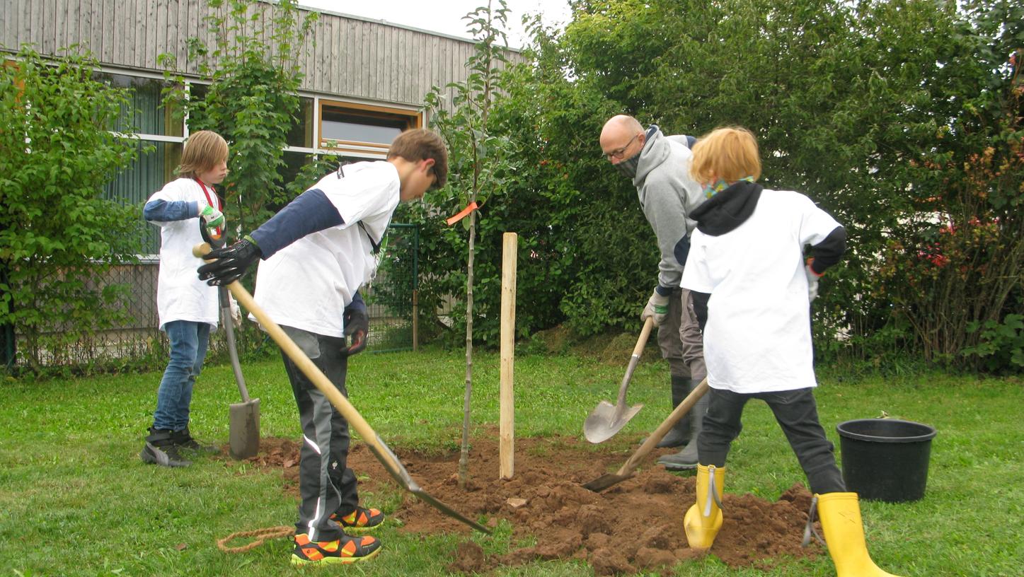 Schüler pflanzen 23 Bäume in Niederndorf