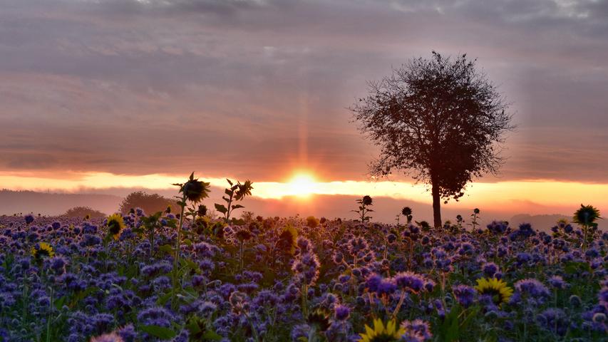 Die Sonne, die am frühen Morgen über Neuhaus ander Pegnitz aus einer Wolkenlücke schien, brachte die Blumen zum Straheln.