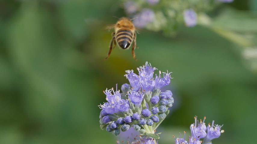 Ich mach´ die Fliege, scheint sich diese Biene gedacht haben und setzt zum Abflug an. Eben noch war Sommer und es gab Blüten in Hülle und Fülle - schon kommt der Herbst mit Regen und kühleren Temperaturen. Nichts wie weg hier.