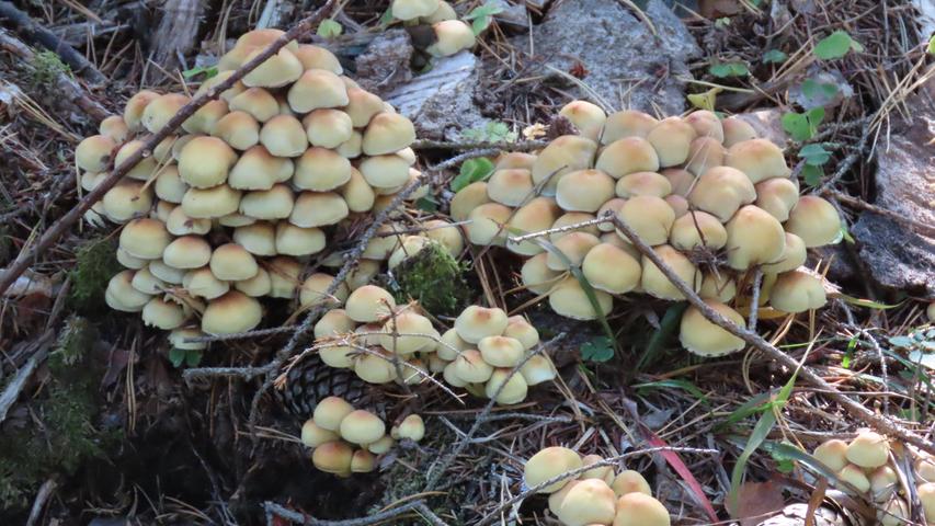 Pilzsaison: Der Herbst lässt Pilze in ganzen Kolonien aus dem Boden schießen.