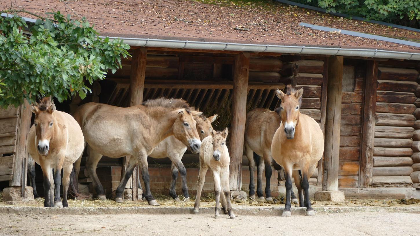 Urwildpferd-Nachwuchs im Nürnberger Tiergarten geboren