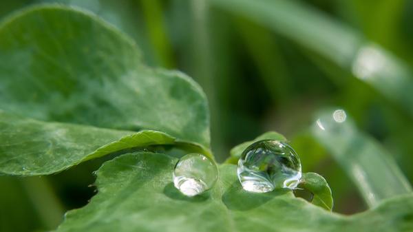 "Vor ein paar Tagen war ich nach dem Regen mit meiner Kamera bei Kunreuth unterwegs und dabei habe ich diese Tropfen fotografiert", schreibt uns Leser Winfried Lösel.