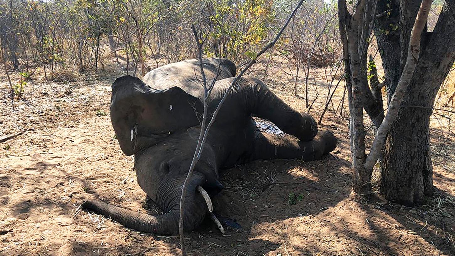 Ein mysteriöses Elefantensterben in den südafrikanischen Safari-Paradieses Botsuana und Simbabwe stellte Tierschützer vor Rätsel. 