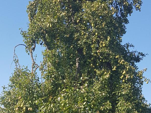 Streuobstwiesen-Projekt in Gaiganz widmet sich Pflege alter Obstbäume