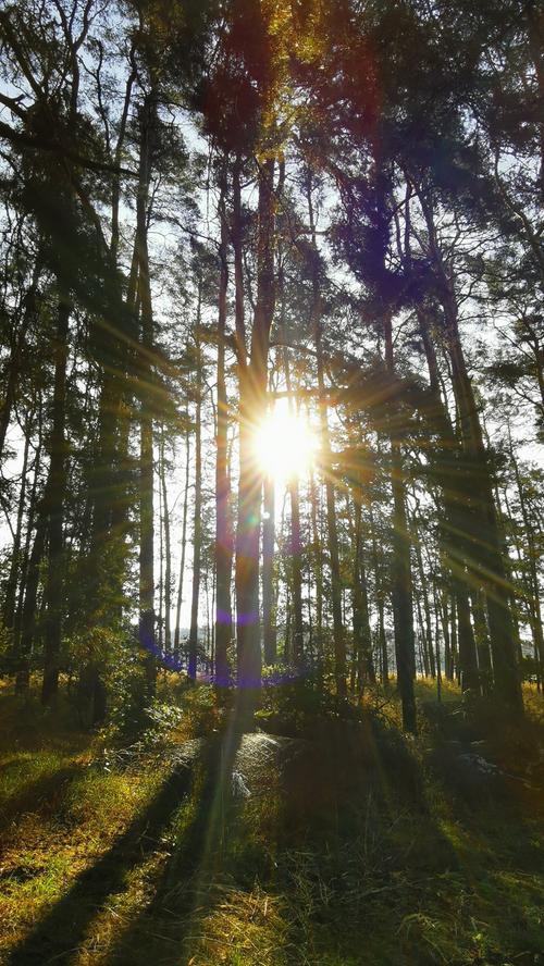 Ein morgendlicher Spaziergang im herbstlichen Wald - und die Sonne scheint.