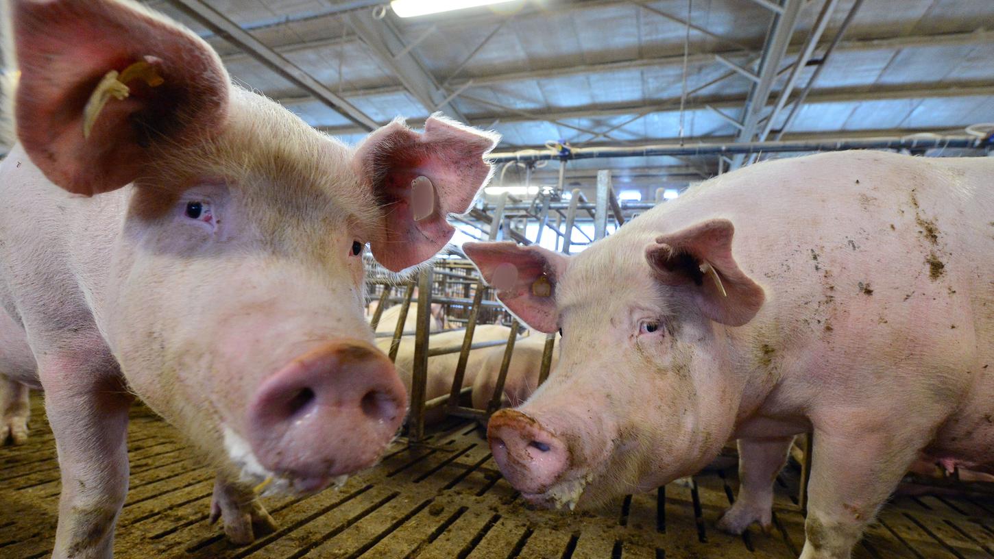 In Stierbaum bei Berching soll einer neuer Schweinestall gebaut werden. Mit rund 1600 Quadratmeter Grundfläche werden dort etwa 500 Tiere Platz haben.