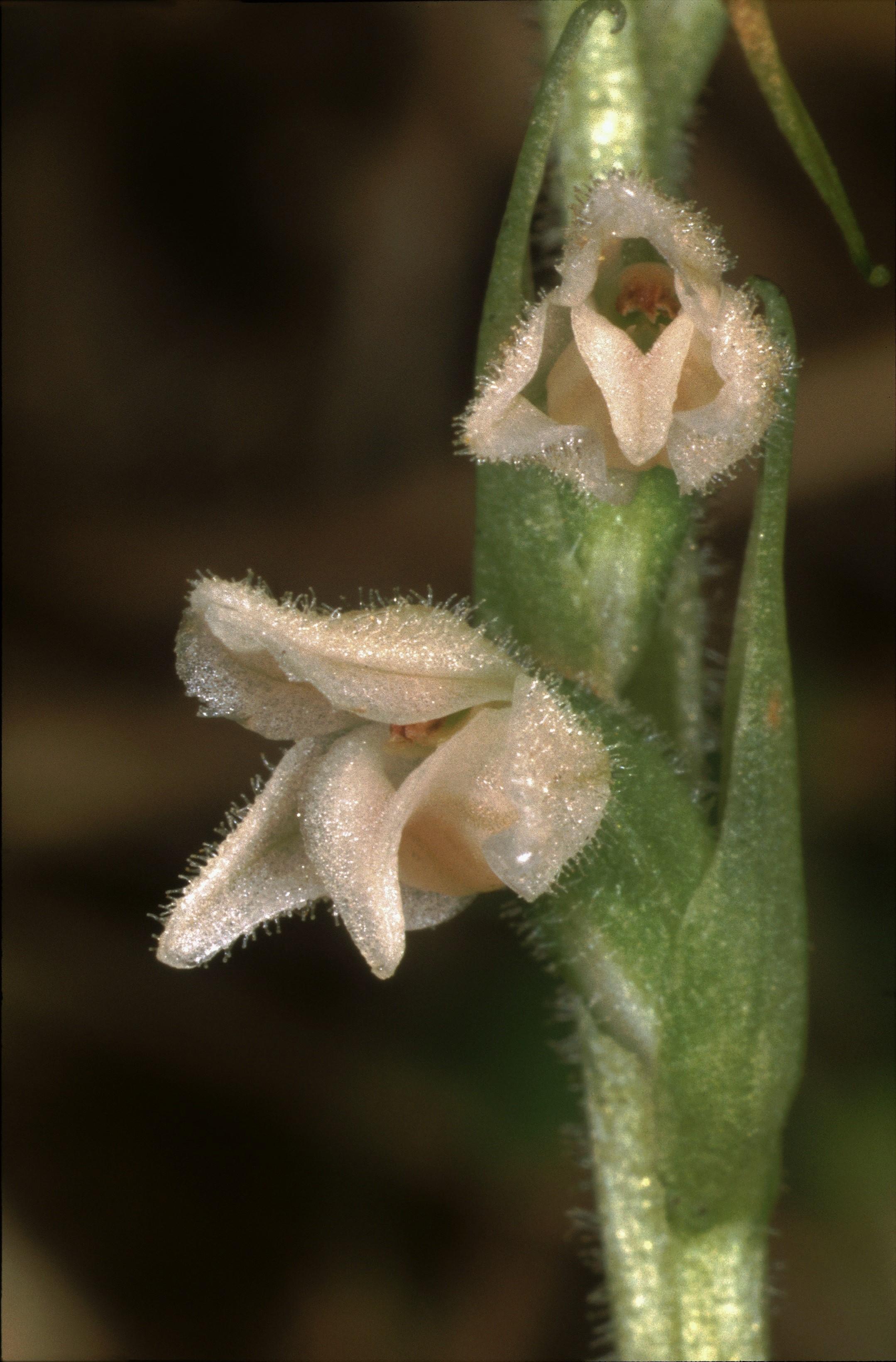 Die Orchidee des Jahres 2021, die auch in der Fränkischen Schweiz anzutreffen ist: Das Kriechende Netzblatt Die Orchidee des Jahres 2021, die auch in der Fränkischen Schweiz anzutreffen ist: Das Kriechende Netzblatt
