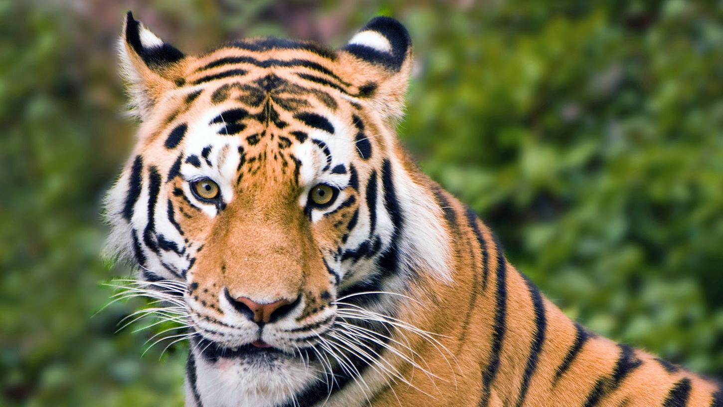 Im New Yorker Bronx Zoo hat sich eine Tigerkatze mit dem Coronavirus infiziert. (Symbolbild)