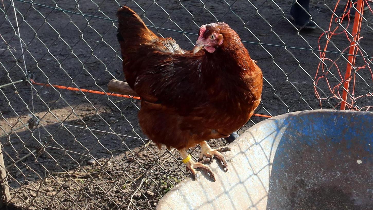 Fast 20.000 Tiere: Immer mehr Nürnberger halten Hühner