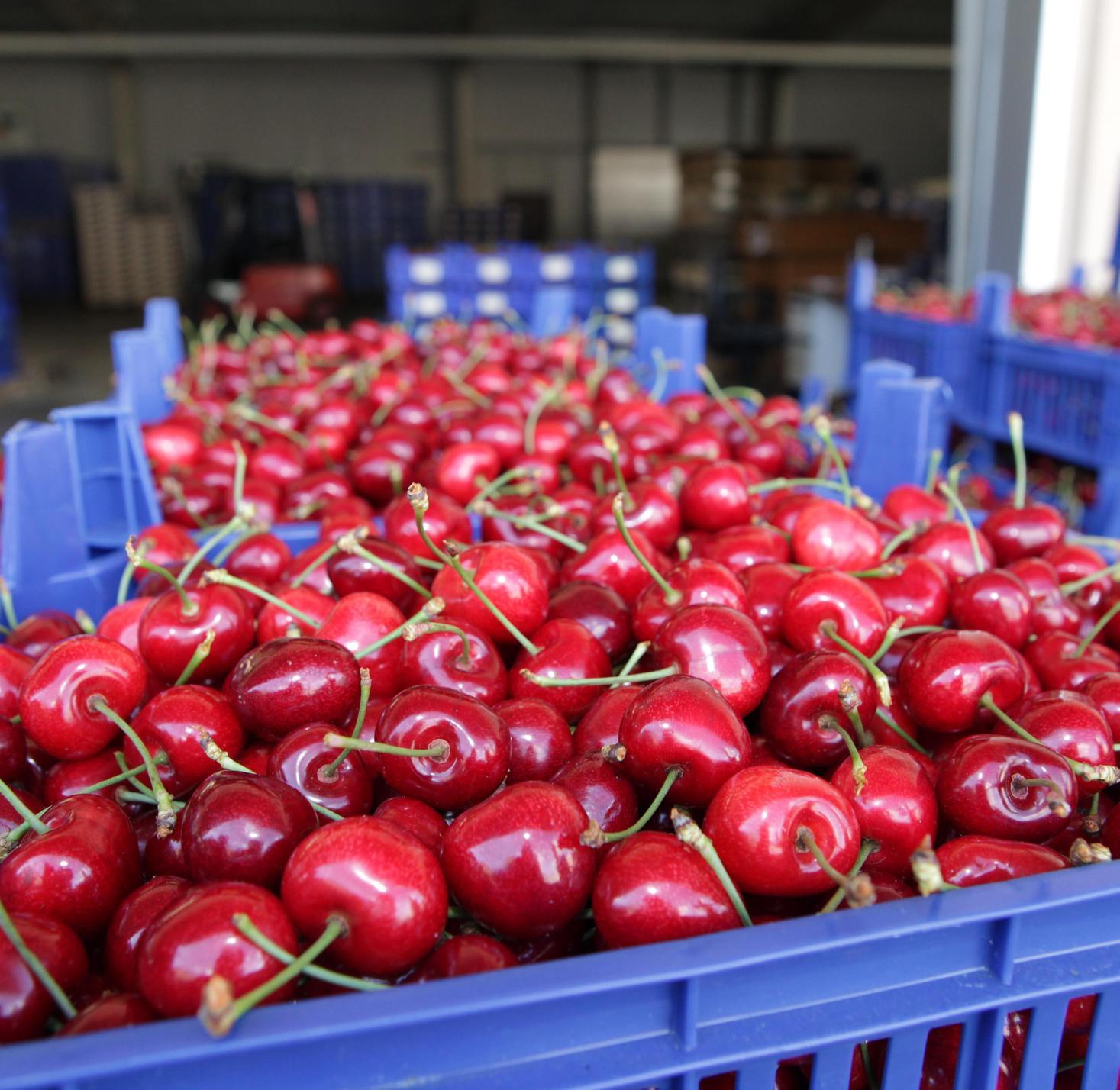 Eine eindeutig oberfränkische Domäne in Bayern ist der Süßkirschenanbau. Die Früchte wuchsen im Jahr 2019 auf 564 Hektar in Bayern, davon 349 in Oberfranken. Auch mittelfränkische Obstbauern sind hier mit 95 Hektar noch relativ aktiv. Bayernweit wurden 3386,3 Tonnen geerntet.