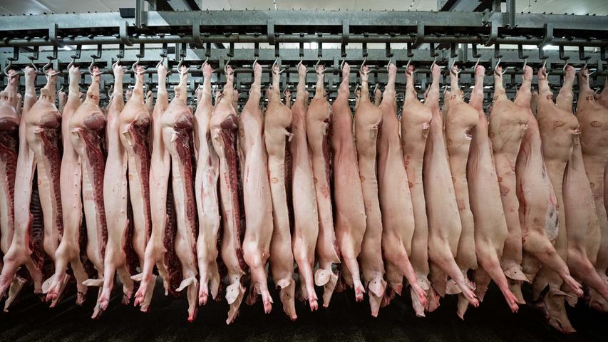Insgesamt gab es in den Schweinefleischproduktion aber einen deutlichen Rückgang. Im Jahr 2018 waren noch 472.258 Tonnen Schweinefleisch produziert worden. Innerhalb eines Jahres war damit ein Rückgang um 3,7 Prozent zu verzeichnen. Ohnehin liegt der bayerische Anteil an der deutschen Schweinefleischproduktion mit knapp neun Prozent aber unter dem Anteil am Rindfleisch, wo 29 Prozent des in Deutschland produzierten Fleisches aus Bayern stammen.
