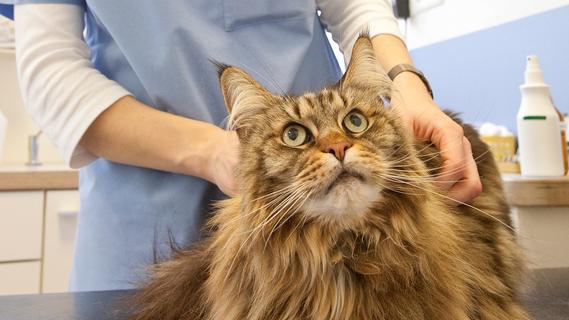 Tierärztliche Notdienste in Franken: Wo finde ich Hilfe, wenn Hund oder Katze einen Unfall hatte?