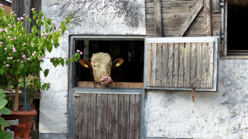 Bitte recht freundlich... Die Kuh in Untermichelbach versteht es, sich in Szene zu setzen.