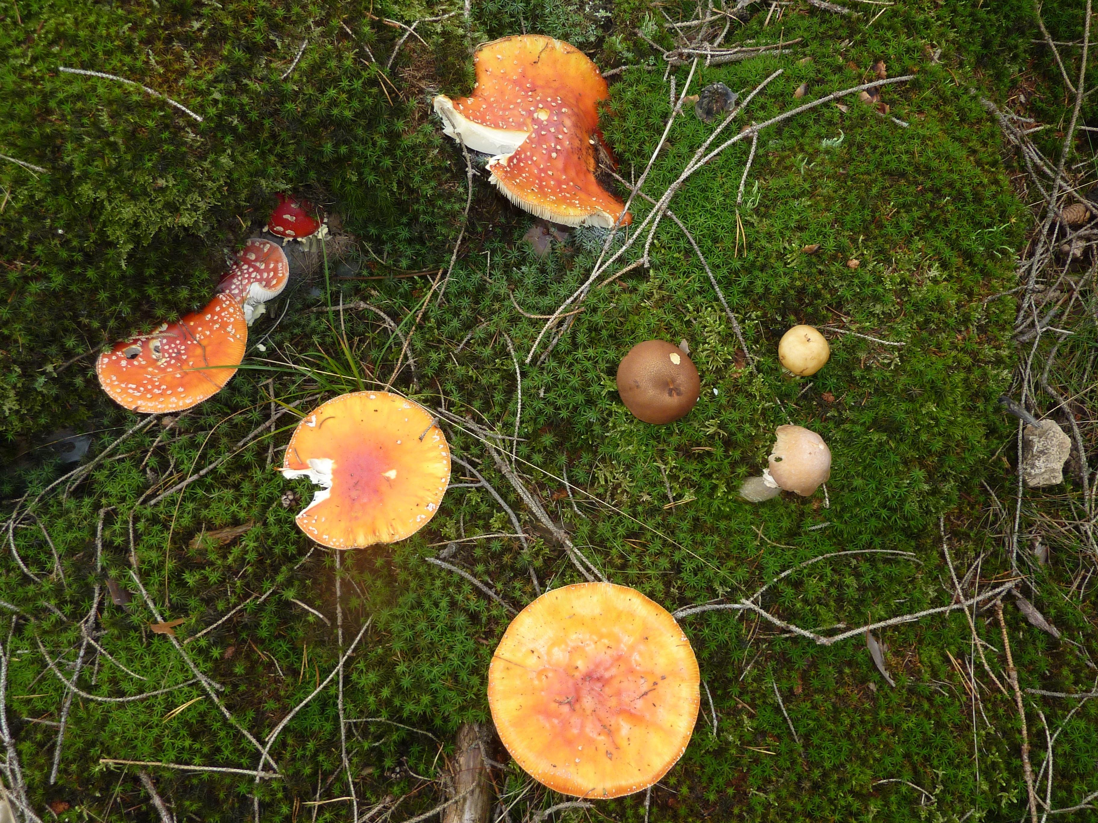 Pilzexperte und NN-Leser Jochem Diederich aus Kirchehrenbach hat uns dieses farbenfrohe Bild aus dem heimischen Wald geschickt. Wer aufmerksam durch die Wälder läuft, sieht die verschiedenen Pilzsorten derzeit allerorten leuchten. Pilze, die den etwas tristen Herbstwaldboden aufhellen und damit auch die Kraft der Natur zeigen. Auf dem Bild zu sehen: Fliegenpilze, Reifpilz, Marone und ein Täubling. „Davon ist der Schönste giftig und trotzdem von Schamanen und anderen für seine Rauschzustände hervorrufende Wirkung geschätzt“, schreibt Jochem Diederich.
