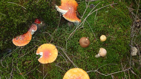 Pilzexperte und NN-Leser Jochem Diederich aus Kirchehrenbach hat uns dieses farbenfrohe Bild aus dem heimischen Wald geschickt. Wer aufmerksam durch die Wälder läuft, sieht die verschiedenen Pilzsorten derzeit allerorten leuchten. Pilze, die den etwas tristen Herbstwaldboden aufhellen und damit auch die Kraft der Natur zeigen. Auf dem Bild zu sehen: Fliegenpilze, Reifpilz, Marone und ein Täubling. „Davon ist der Schönste giftig und trotzdem von Schamanen und anderen für seine Rauschzustände hervorrufende Wirkung geschätzt“, schreibt Jochem Diederich.