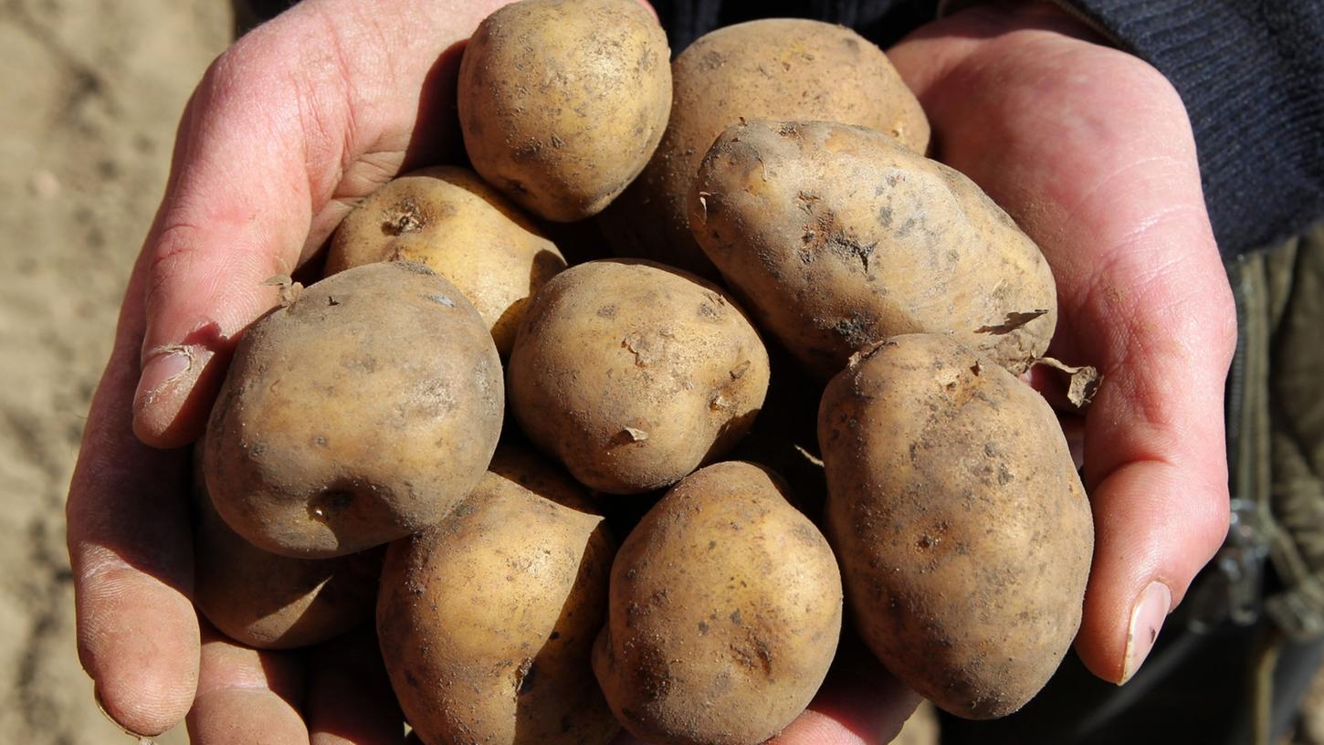 Wegen der geringen Nachfrage nach Pommes könnten dieses Jahr laut Johann Graf, Kartoffelexperte beim Bayerischen Bauernverband, bis zu 50.000 Tonnen Kartoffeln übrig bleiben.