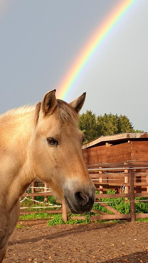 Märchenhaft: Der prächtige Regenbogen macht ein Pony zum Einhorn.