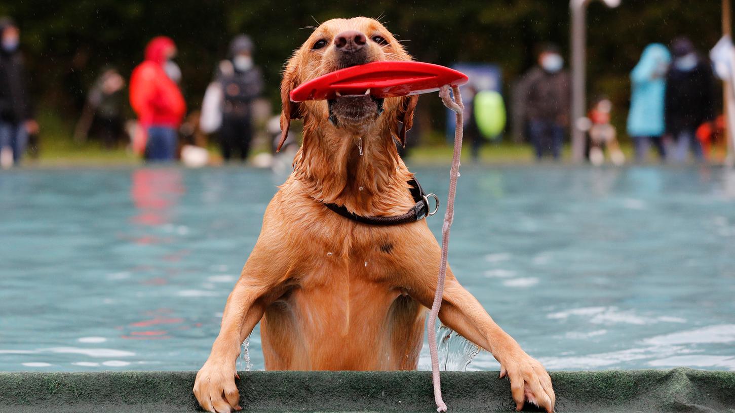 In einigen anderen Bädern gibt es bereits seit vielen Jahren den Hundebadetag, etwa im Nürnberger Stadionbad. Nun dürfen auch in Pappenheim die Vierbeiner planschen. 