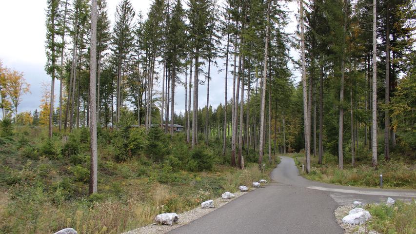 Nicht alle Bäume konnten beim erhalten werden. 52 Hektar musste Center Parcs roden.
