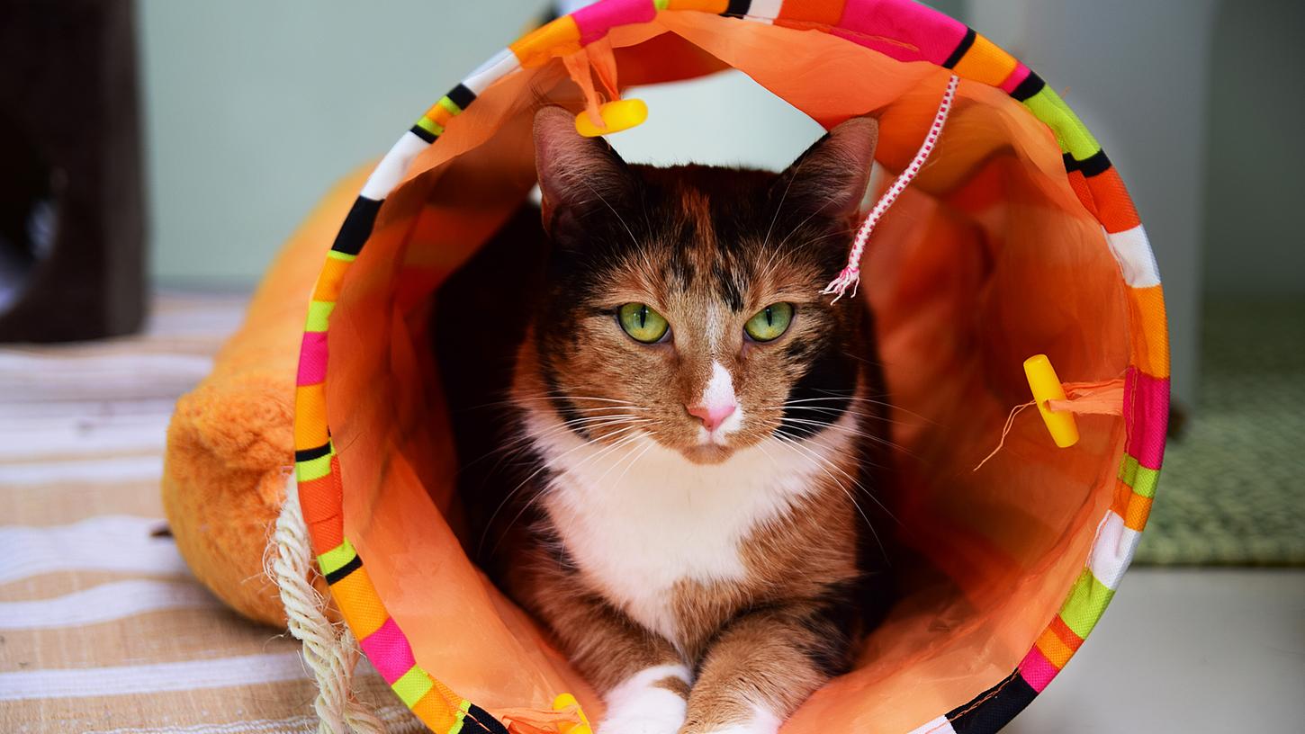 Samtpfote Businka war die längste Katzenbewohnerin des Nürnberger Tierheims. Jetzt hat sie ein neues Zuhause in Fürth gefunden.