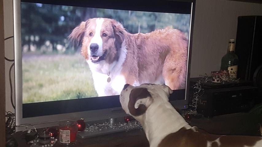 Hunde im TV findet vor allem Bruno von Tobias Rowland besonders faszinierend.