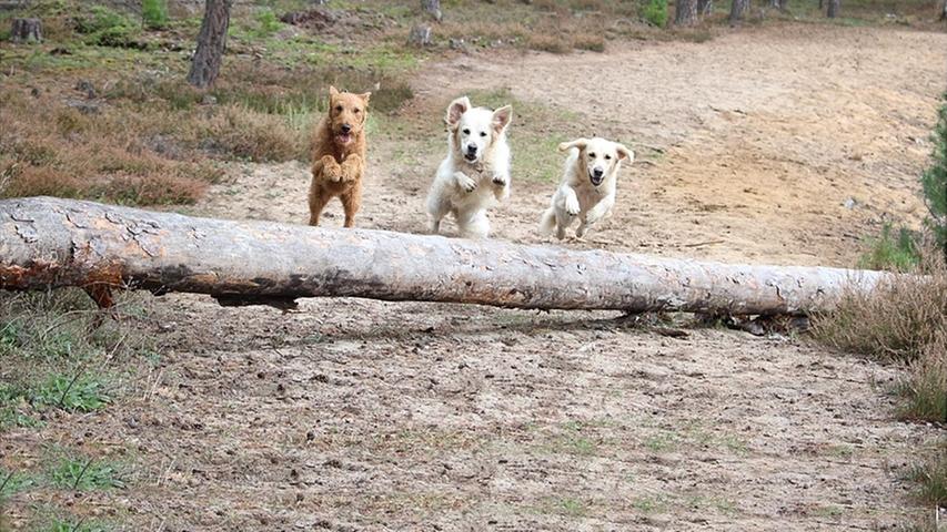 Diese drei Hunde von Erika Sperber sollten doch wirklich eine Karriere als Synchronspringer anstreben.