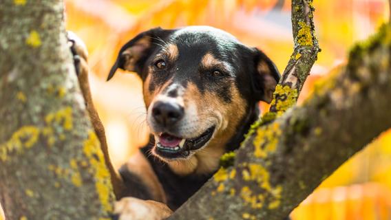 Von Dalmatiner bis Chihuahua: Die schönsten Hundebilder unserer User
