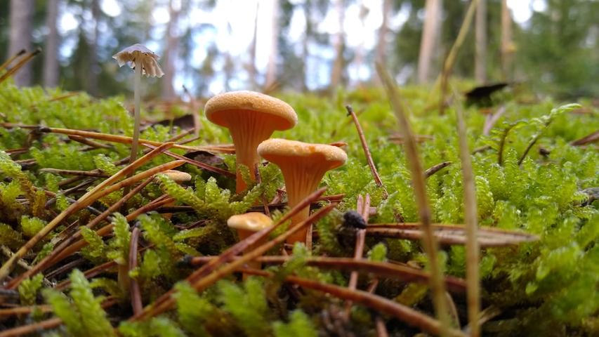 Die kleinen Pilze bilden im Moos ihren ganz eigenen Lebensraum.
