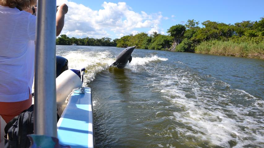 Mit etwas Glück kann man auch bei Ausflügen mit vielen Menschen Flussdelfine sehen.
