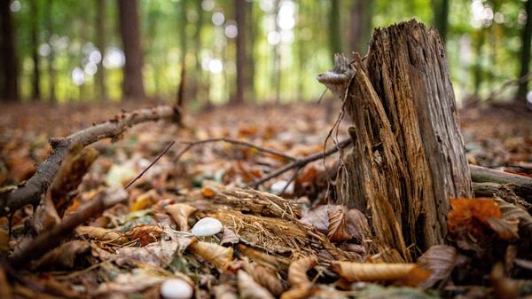 Herbst, Wald, Natur, Landschaft, Mecklenburg-Vorpommern, Deutschland Greifswald Mecklenburg-Vorpommern Deutschland ***
