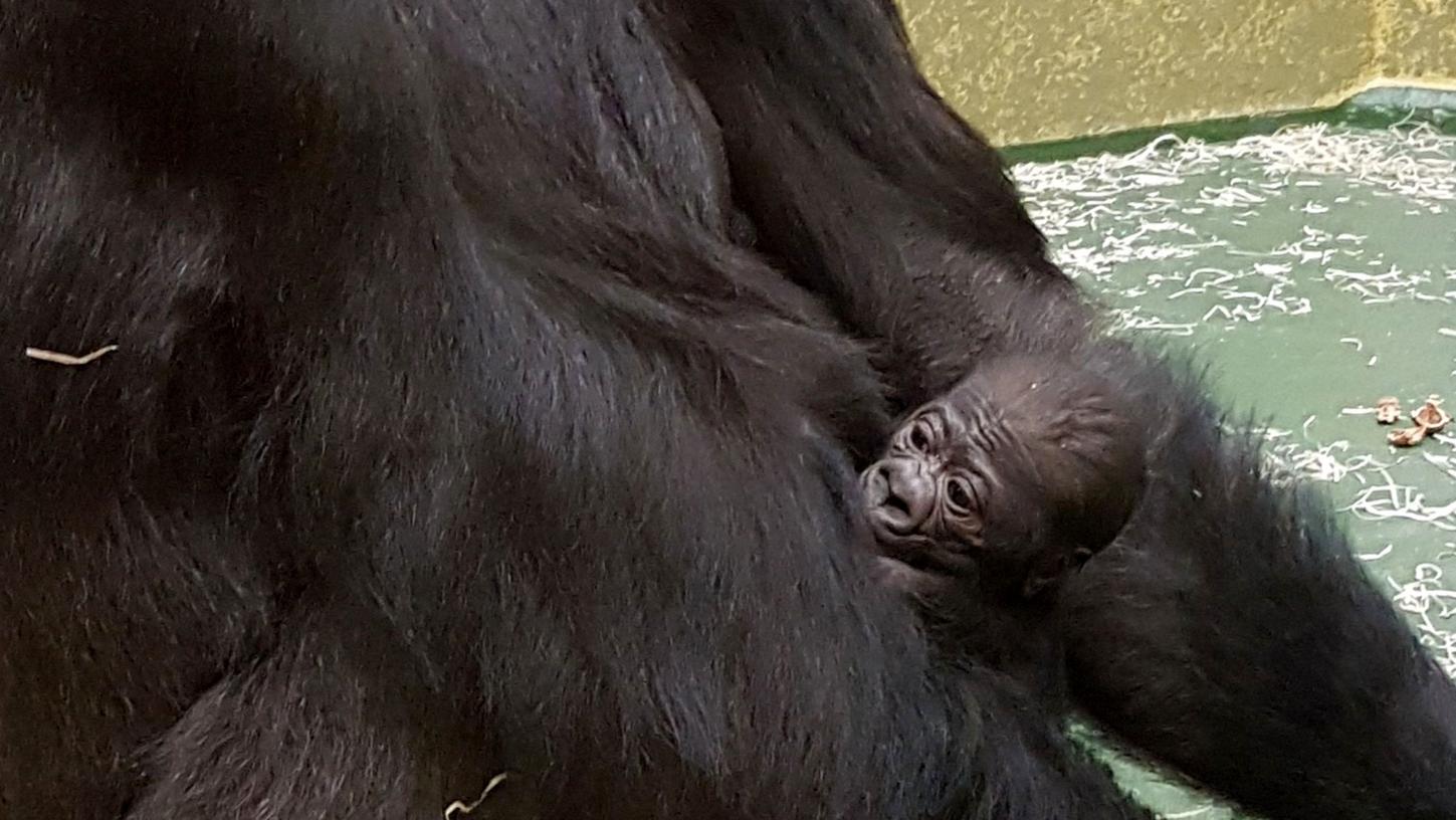 Gorilla-Baby im Tiergarten: Kato hat ein Geschwisterchen