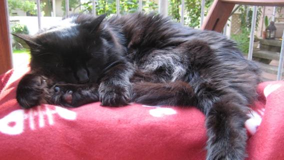 aberglaube bleibt schwarze katzen haben es schwer nurnberg nordbayern de