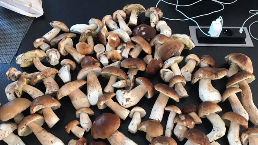 Erfolgreiche Pilz-Ausbeute: Die schönsten Funde unserer User