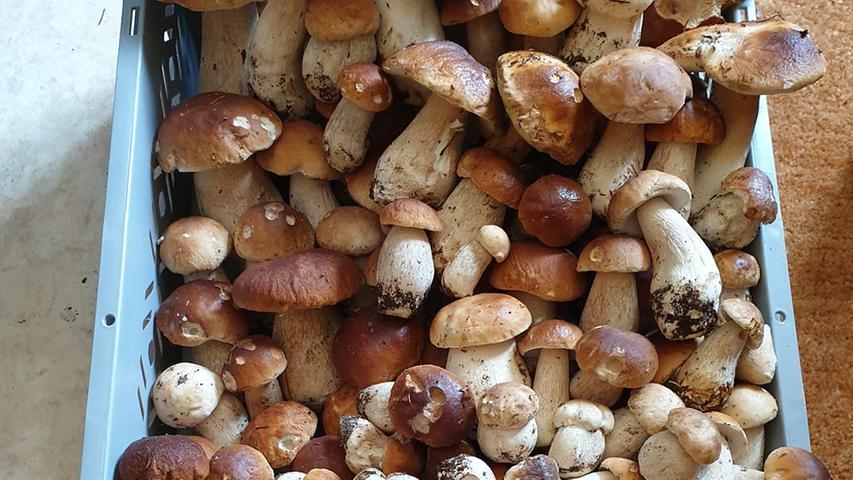 Erfolgreiche Pilz-Ausbeute: Die schönsten Funde unserer User