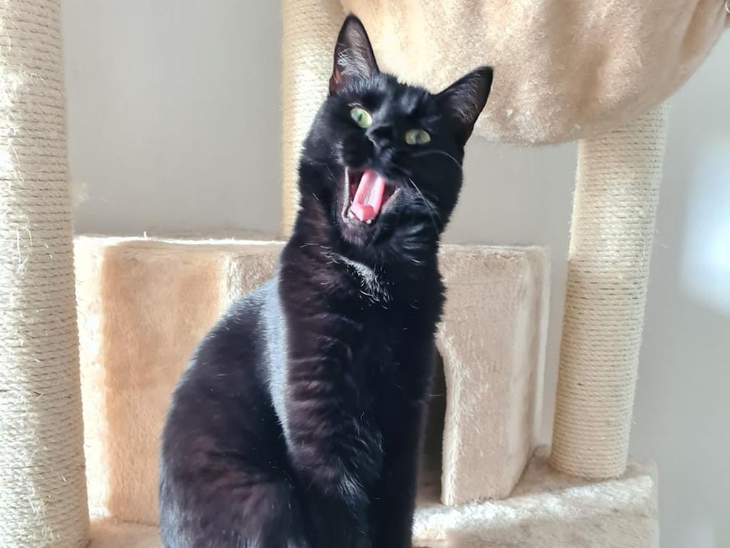 aberglaube bleibt schwarze katzen haben es schwer nurnberg nordbayern de
