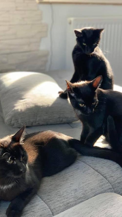 Schwarze Katzen unbeliebt? Das sehen unsere User anders